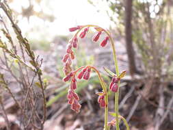 Image of Gonocarpus tetragynus Labill.