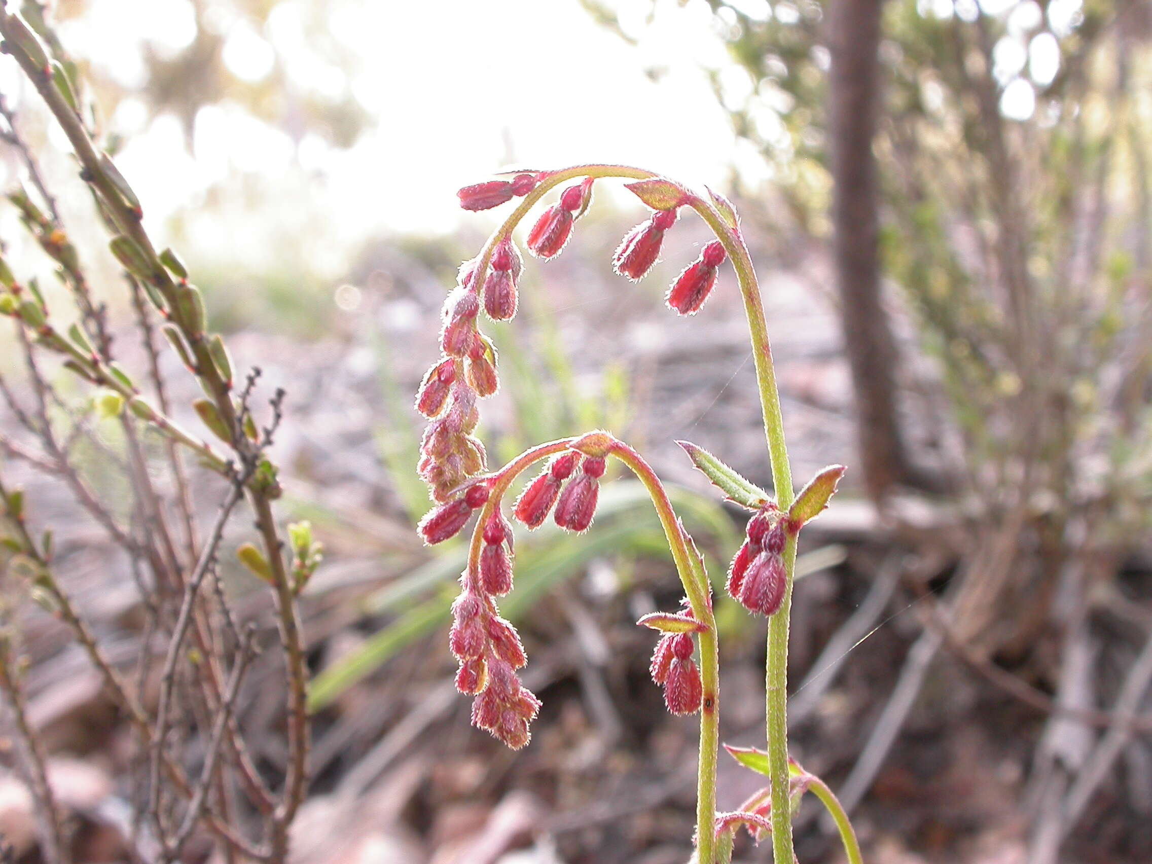 Image of Gonocarpus tetragynus Labill.