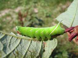 Image of Smerinthus ocellata (Linnaeus 1758)