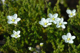 Image of pearlwort