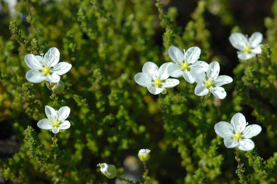 Image of knotted pearlwort