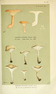 Image of Agaricus incilis