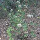 Imagem de Garberia heterophylla (Bartram) Merr. & Harper