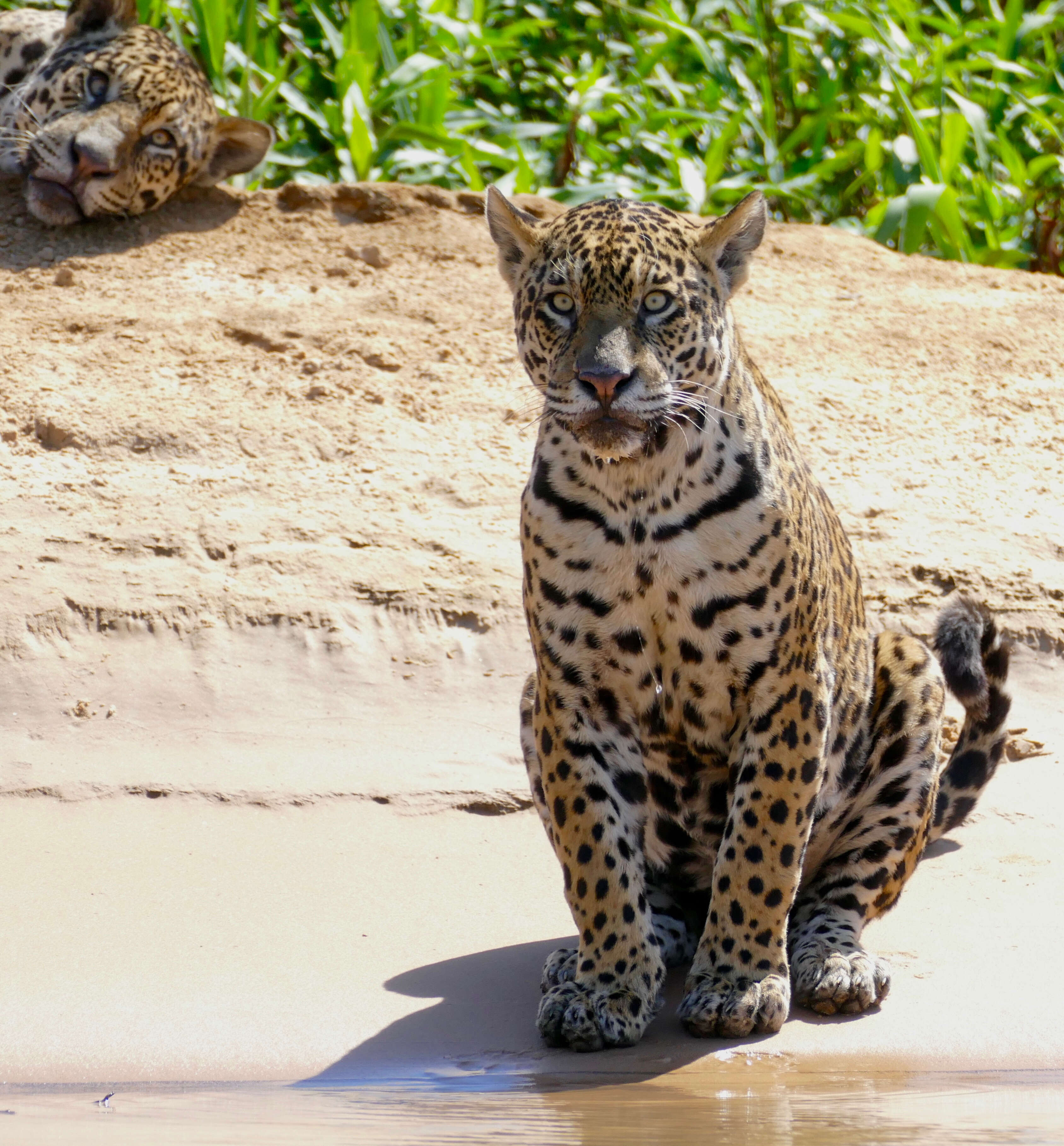 Image of big cats