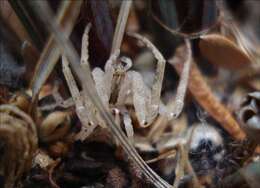 Image of crab spiders