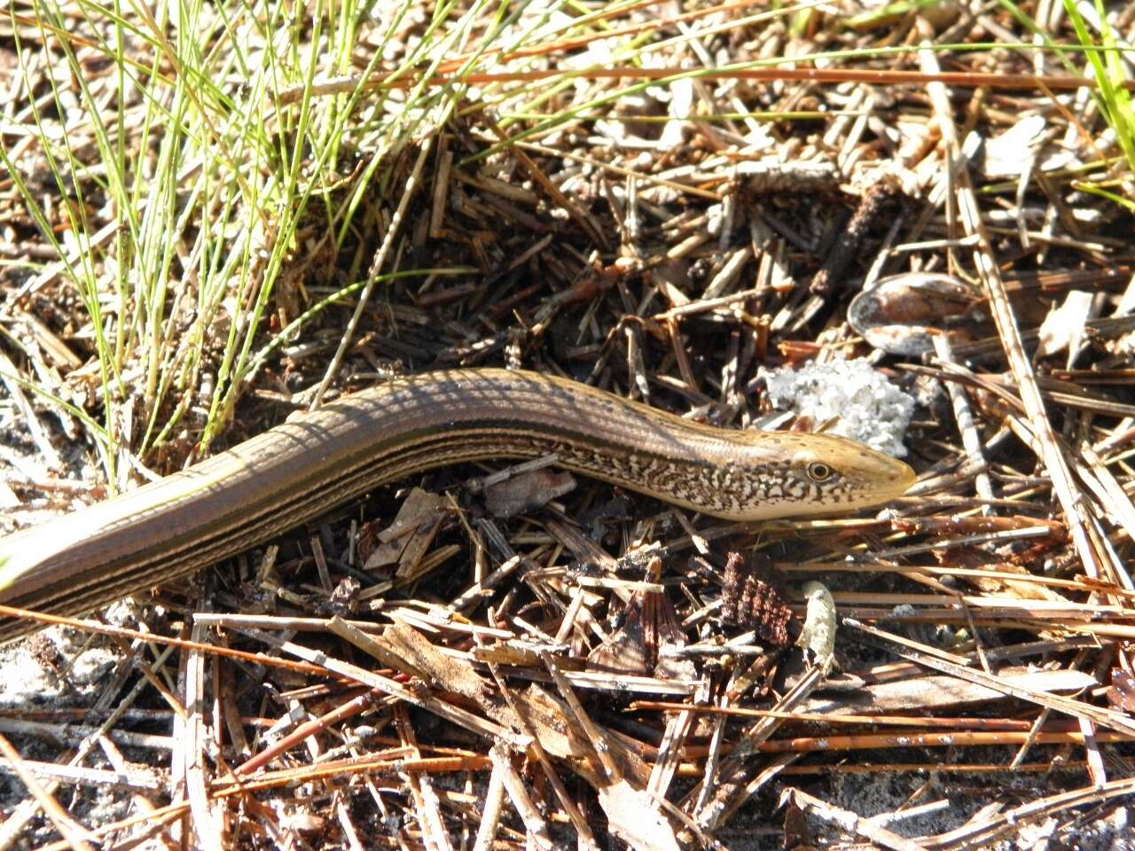 Image of Glass Lizards