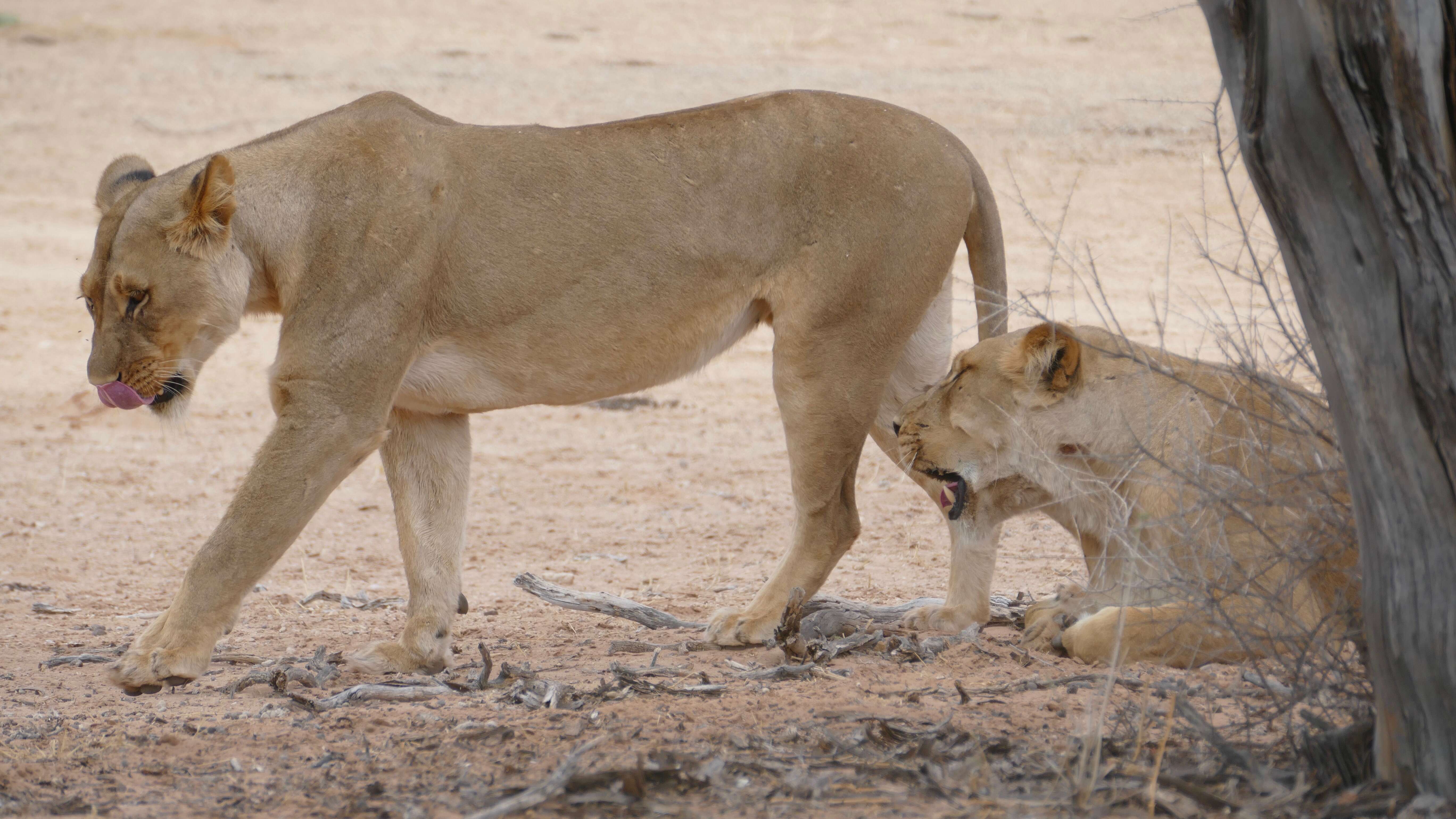 Image of big cats