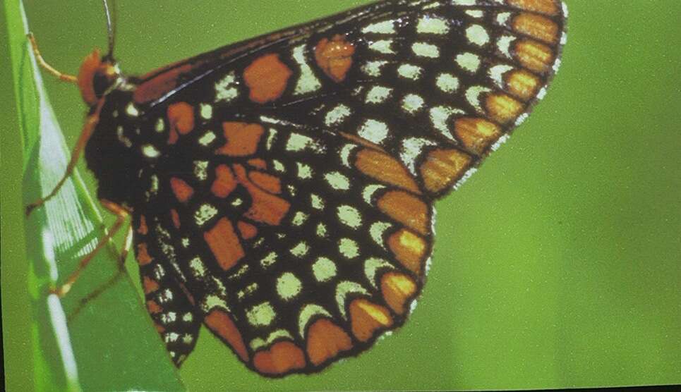 Euphydryas phaeton Drury 1767的圖片