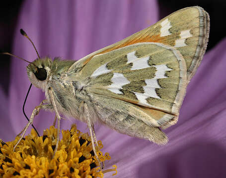 Image of Juba Skipper