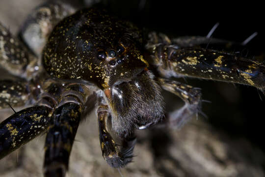 Plancia ëd Dolomedes yawatai Ono 2002