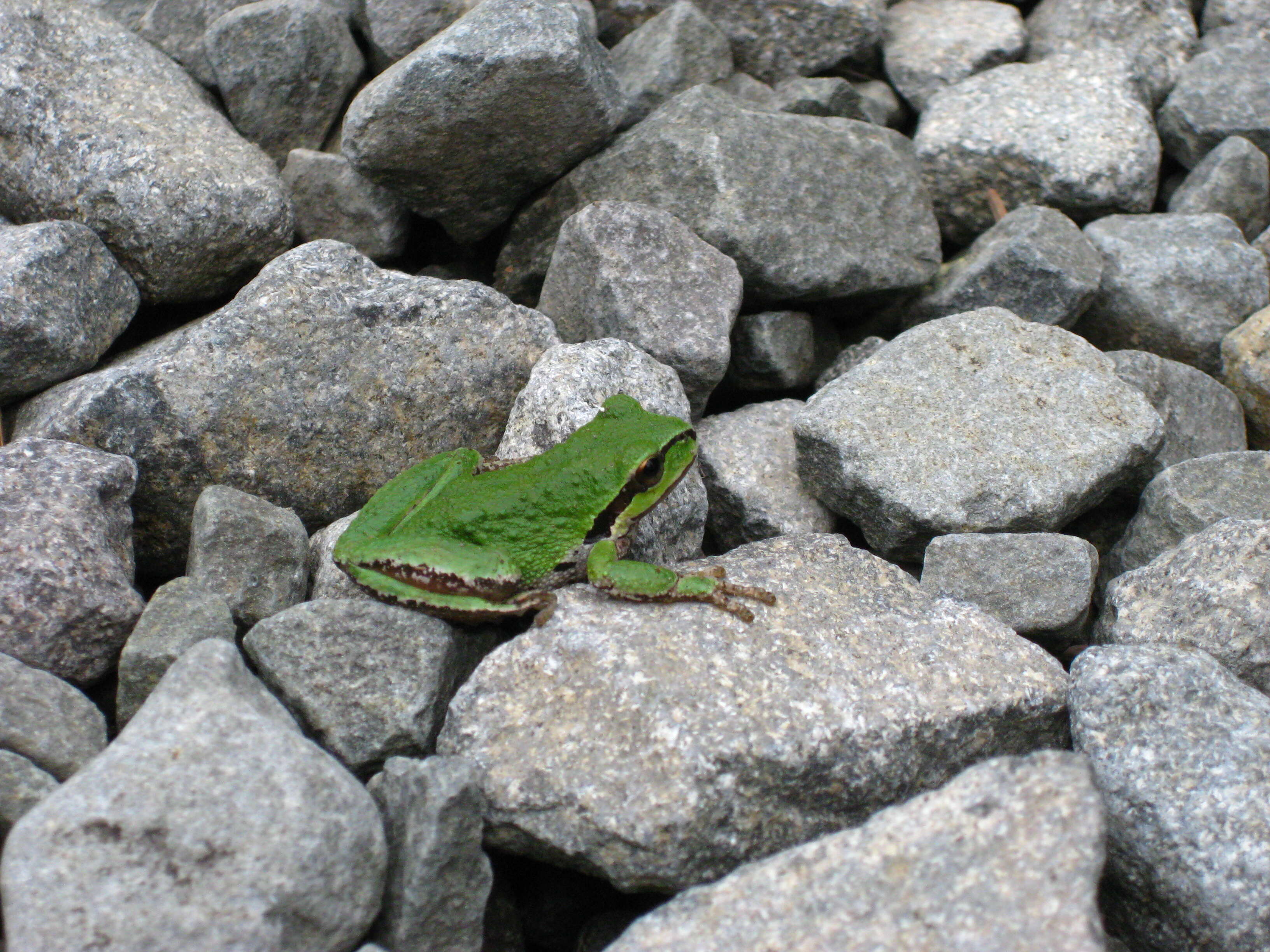 Image of Northern Pacific Treefrog