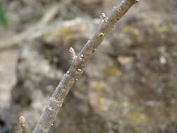 Uncarina stellulifera Humbert resmi