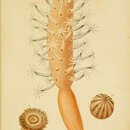 Image de Veretillum cynomorium (Pallas 1766)