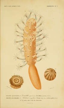 Слика од Veretillidae Herklots 1858