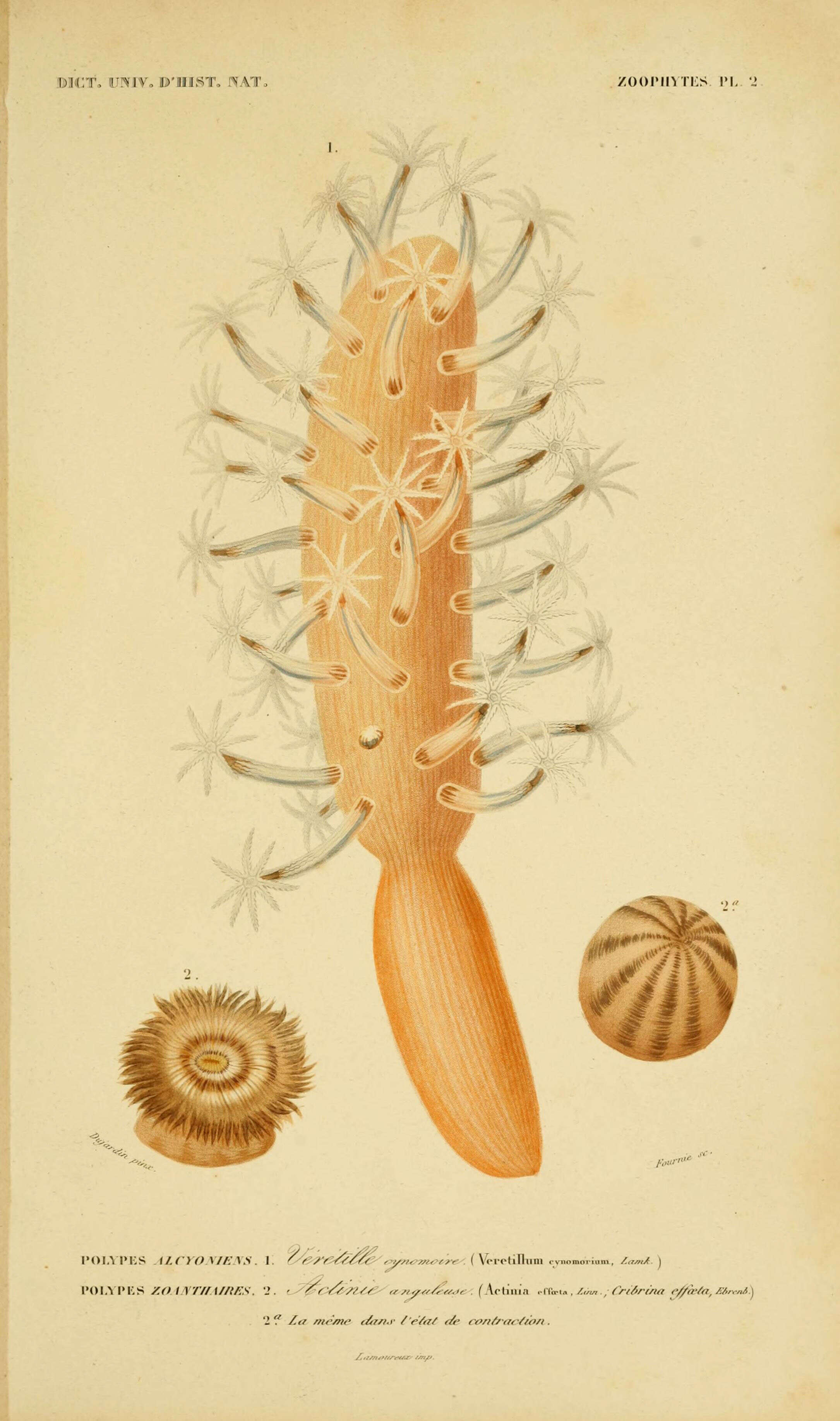Image of Veretillidae Herklots 1858