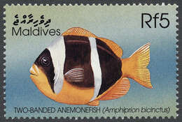 Image of Clownfish