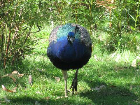 Image of Pavo Linnaeus 1758