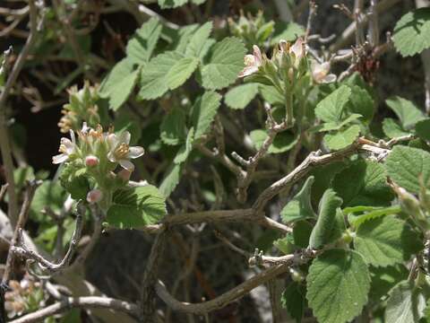 Image of fivepetal cliffbush