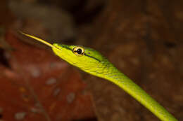 Image of New World vine snakes