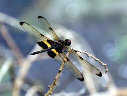 Image of Flutterers (Dragonflies)