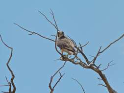 Image of Lanner Falcon