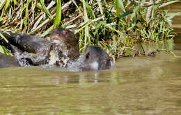 Image of giant otter