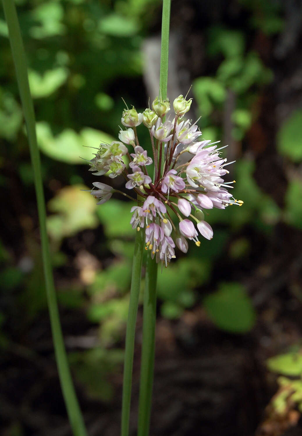 Image of Lady's leek