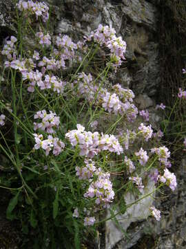 Image of bittercress