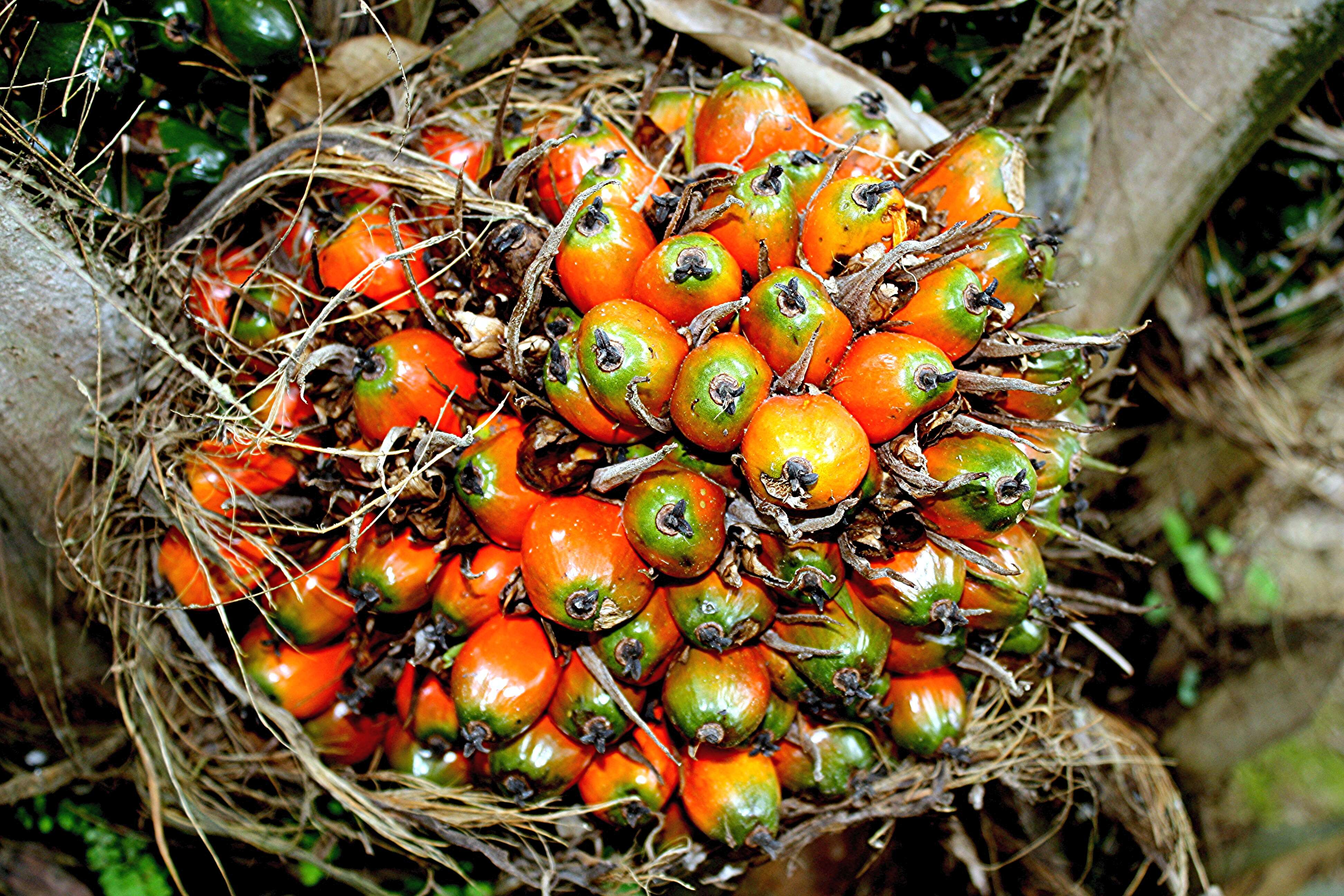 Image of oil palm