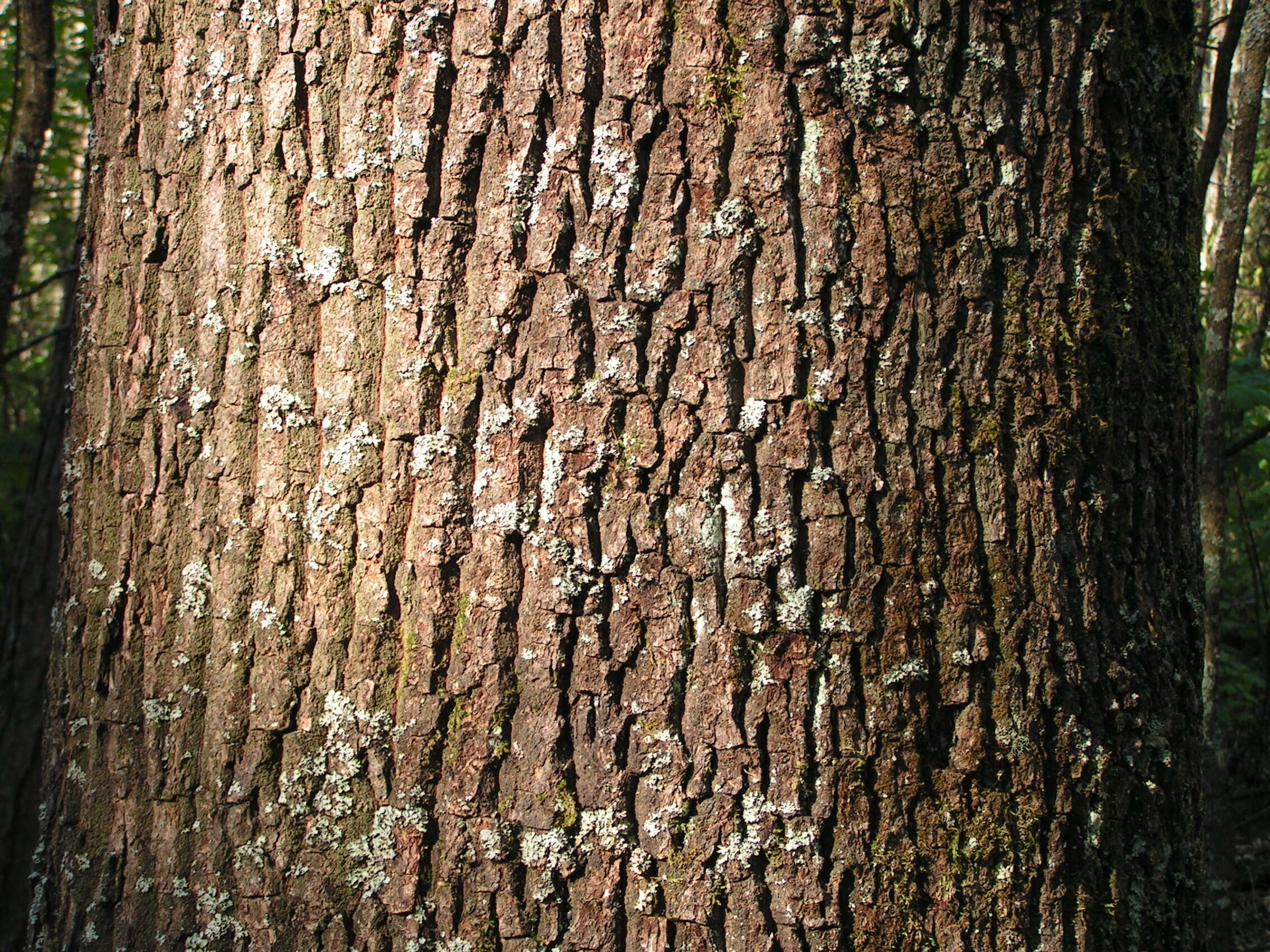 Image of oak
