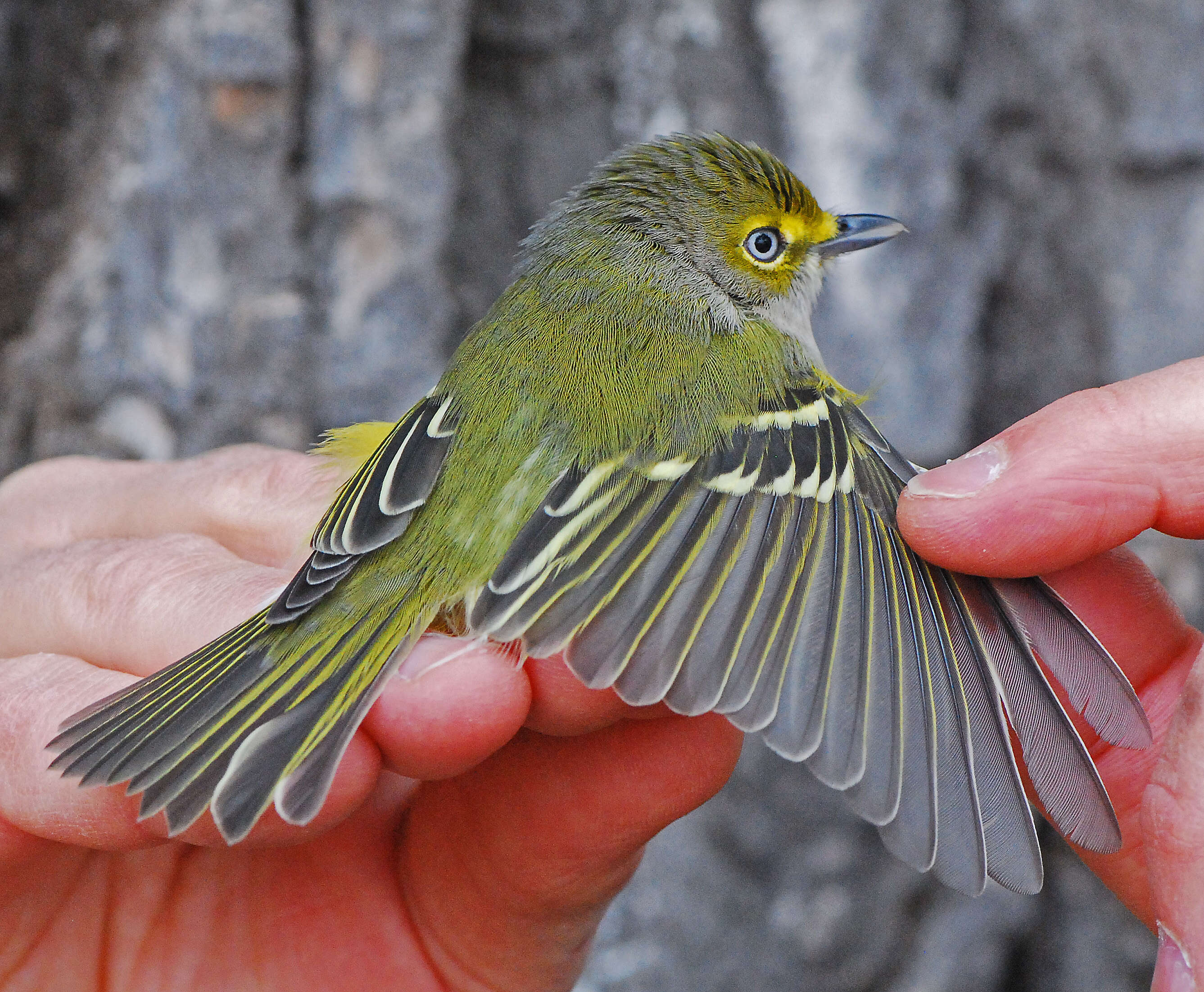 Image of Vireo Vieillot 1808