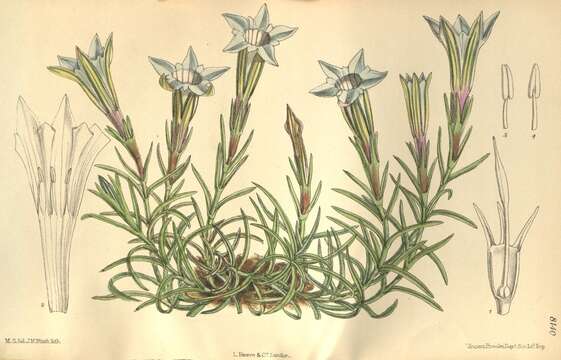 Imagem de Gentiana ornata (Wall. ex G. Don) Griseb.