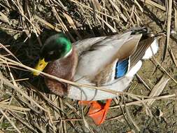 Image of Common Mallard