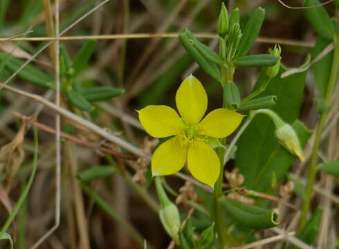 Image of Talinaceae