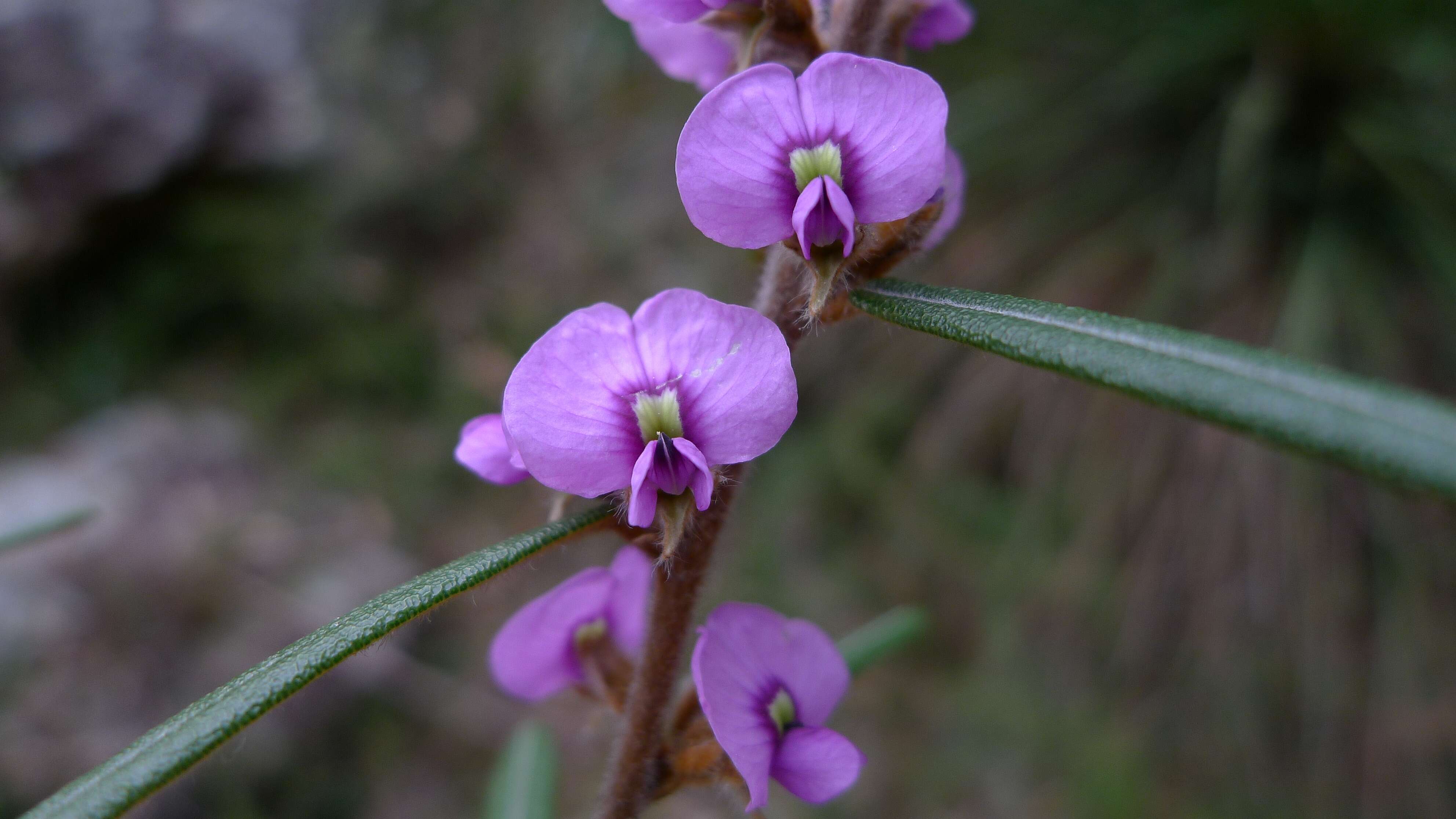 Image of Hovea longifolia R. Br.