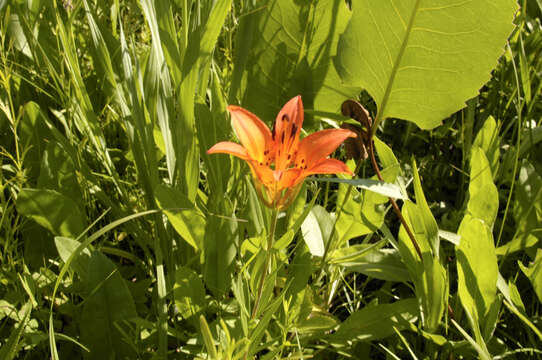 Lilium philadelphicum L. resmi