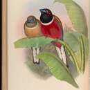 Image of Red-naped Trogon