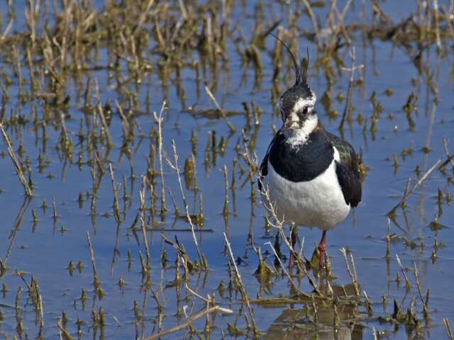 Image of Lapwing