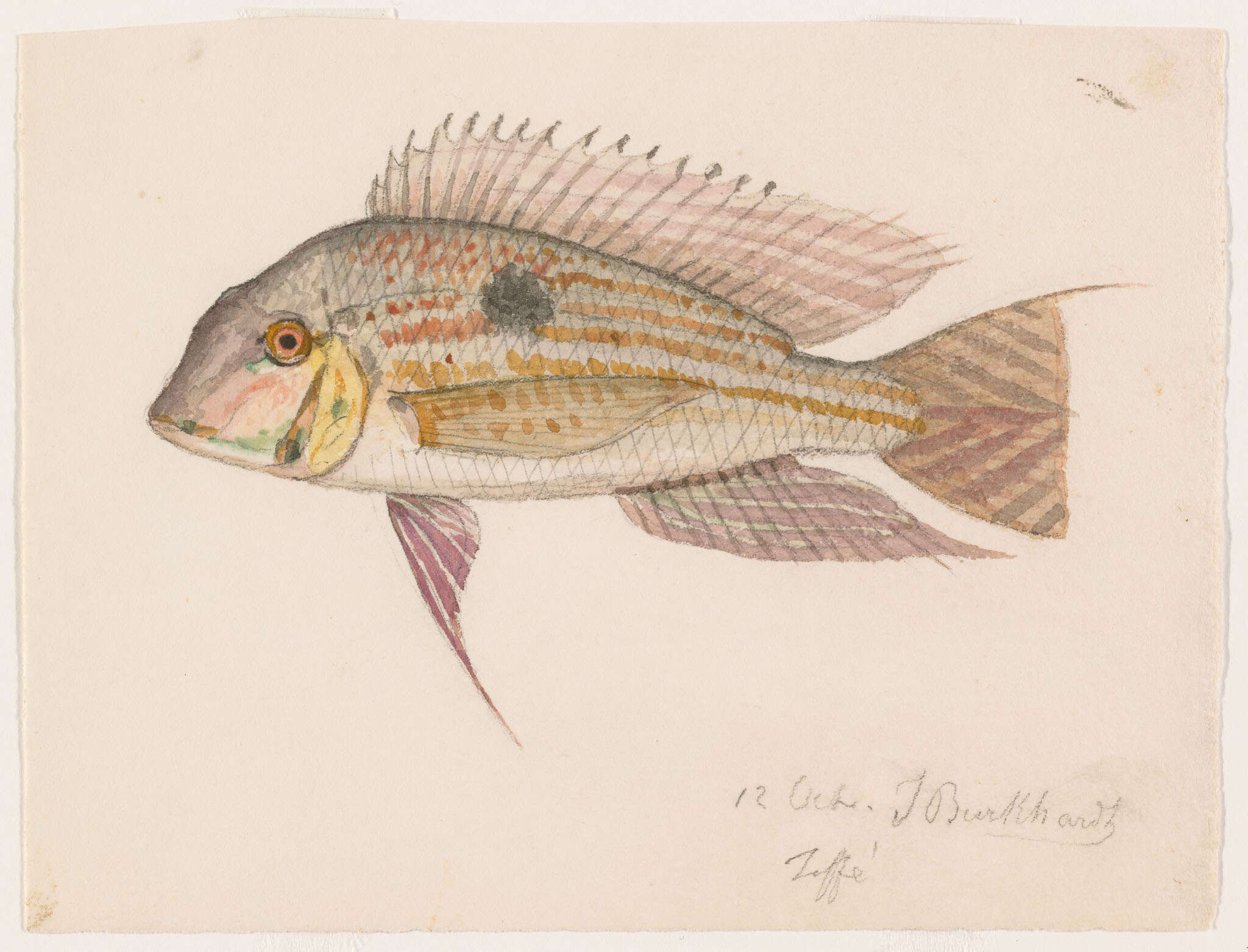 Imagem de Geophagus proximus (Castelnau 1855)