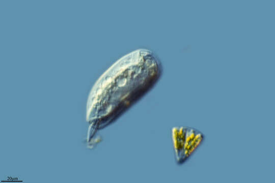 Sivun Ciliophora kuva