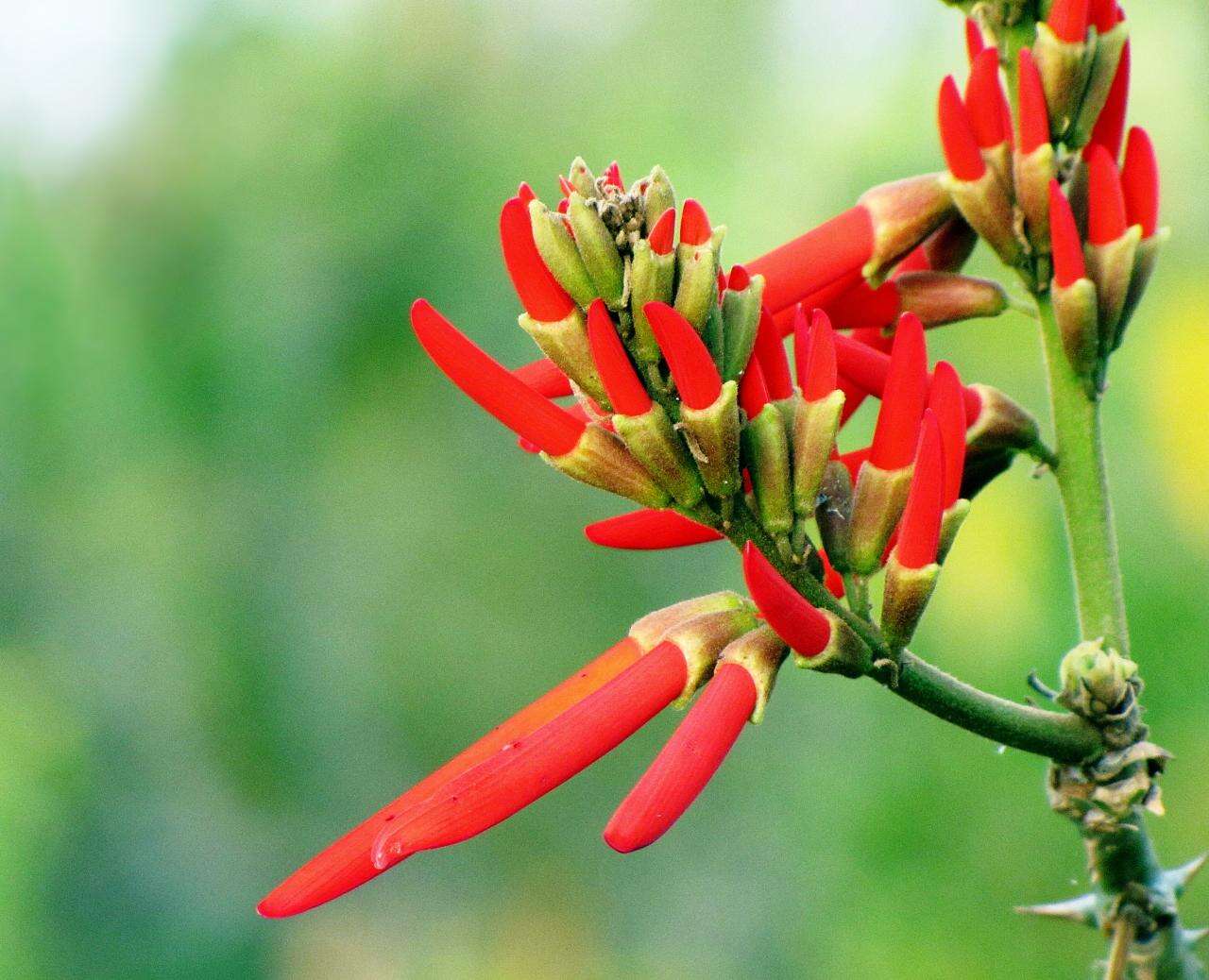 Image of Coral tree