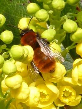 Image of Tawny Mining Bee