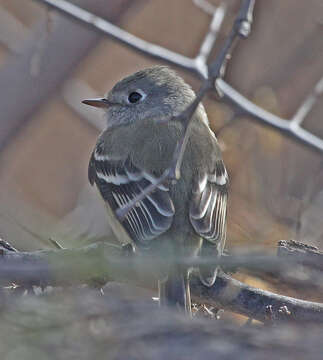 Image of Empidonax Cabanis 1855