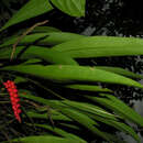 Image de Anthurium gracile (Rudge) Lindl.