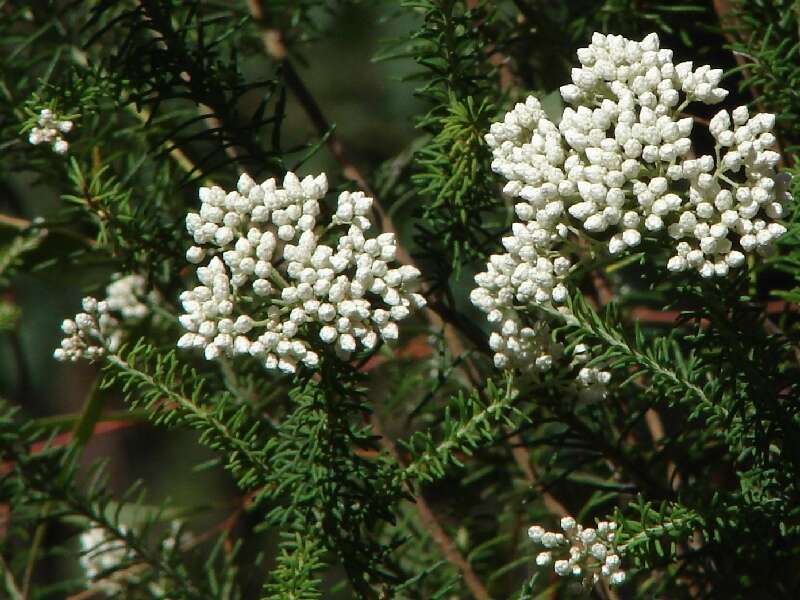 Image of Ozothamnus diosmifolius (Vent.) DC.