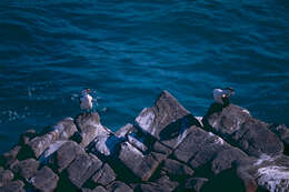 Image of Phalacrocorax Brisson 1760