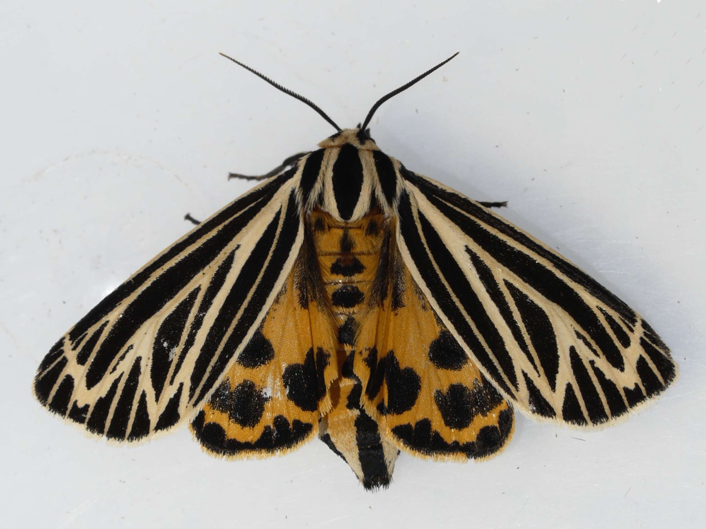 Image of Grammia virguncula Kirby 1837