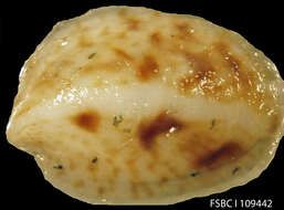 Crepidula maculosa Conrad 1846的圖片