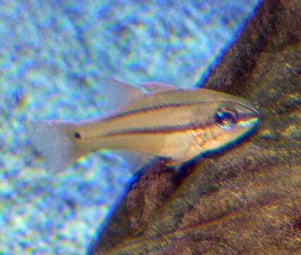 Image of Blue-eye cardinalfish