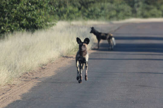 Imagem de Cão-caçador-africano